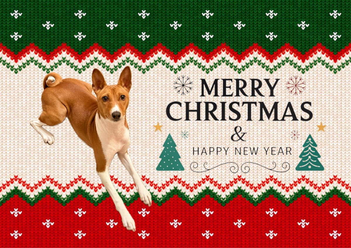 Shamir Montozid Info