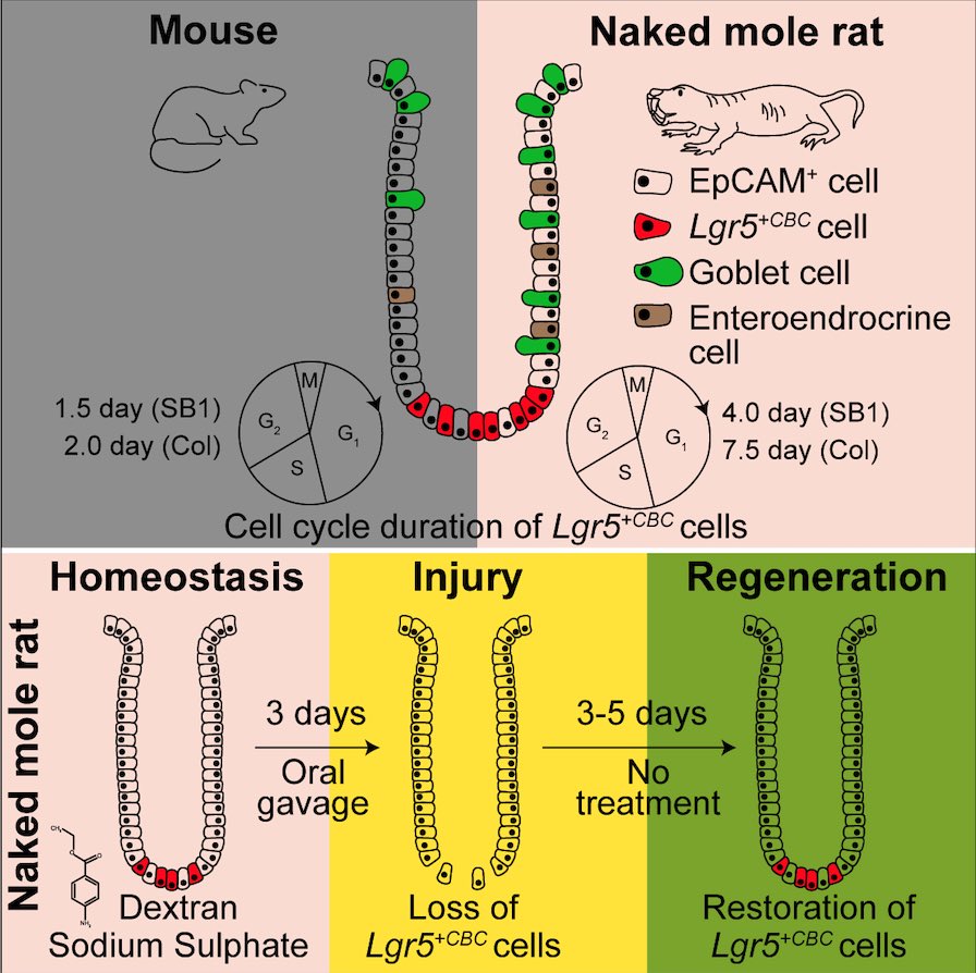 How do naked mole rats maintain disease-free tissue for 30+ years?