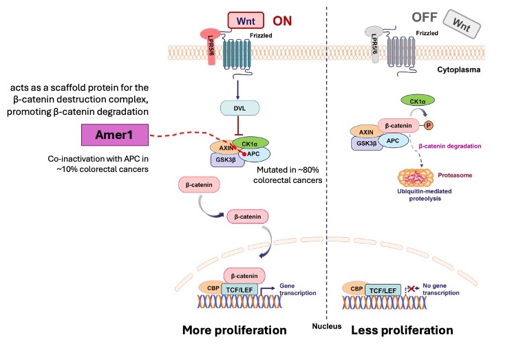 Unraveling the consequences of AMER1 inactivation in colorectal cancers